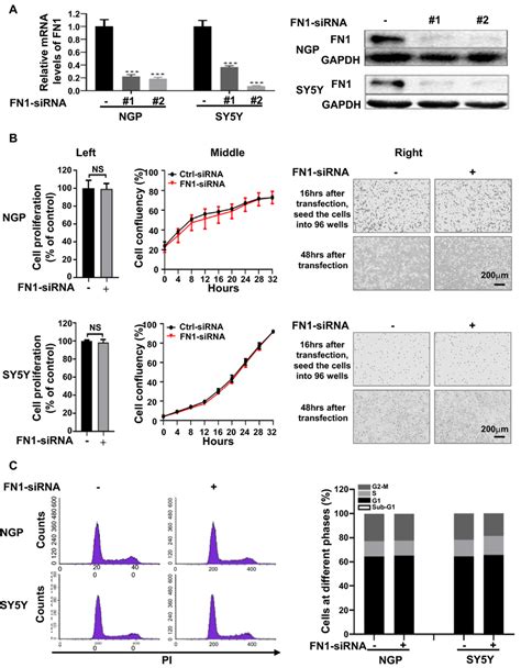 Downregulation Of Fn1 Did Not Have Significant Impacts On Proliferation