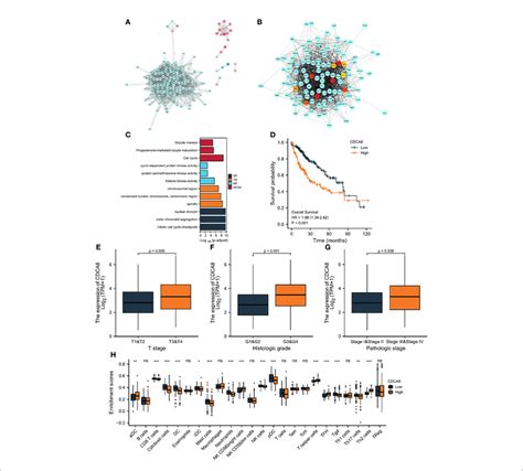 Protein Protein Interaction Ppi Analysis A Ppi Network