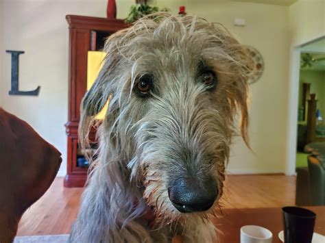 This is her begging face. It wins everytime! | Scrolller