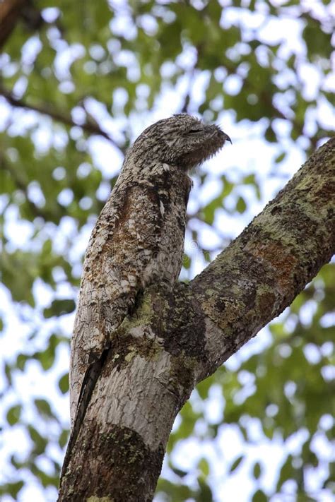 Great Potoo Camouflage Stock Photos - Free & Royalty-Free Stock Photos from Dreamstime