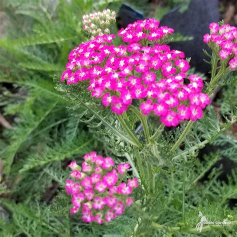 Achillea Millefolium Oertels Rose 1 Yarrow Scioto Gardens Nursery