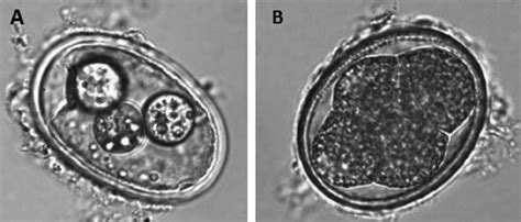 A An Ascaris Suum Egg Exposed To SCFA And Exhibiting Morphological