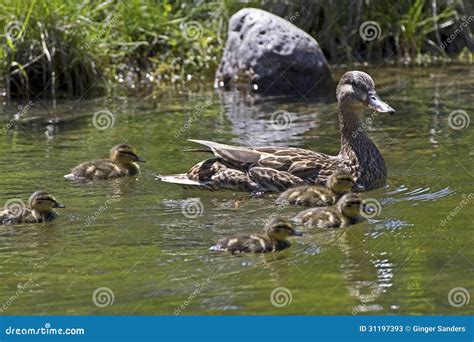 Mother Mallard Duck Swimming with Babies Stock Image - Image of outside ...