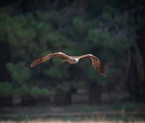 Golden Eagle Flying · Free Stock Photo