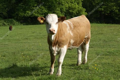 Hereford. Hereford cow. cattle. beef cattle breed from Herefordshire ...