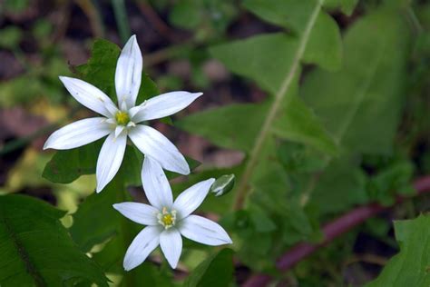 White Flower Tiny Star Free Photo On Pixabay