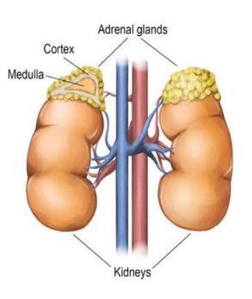 Adrenal Medulla Cortex Lecture Flashcards Quizlet