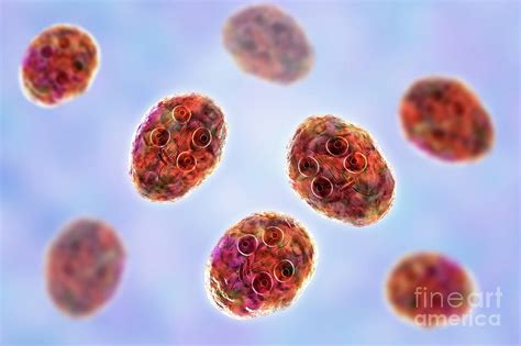 Giardia Intestinalis Protozoan Cyst Photograph By Kateryna Konscience Photo Library Fine Art