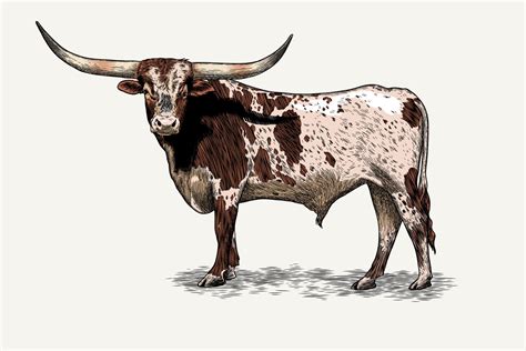 Texas Longhorn Vector Illustration With Color 35925364 Vector Art At