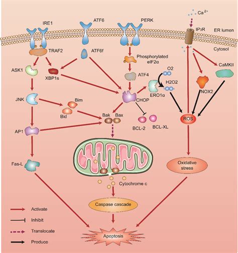 The Proapoptotic Pathways Of The Upr Under The Condition Of