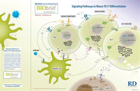 Signaling Pathways In Mouse Th17 Differentiation Randd Systems