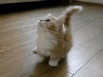 The 46 Cutest Cat GIFs Ever