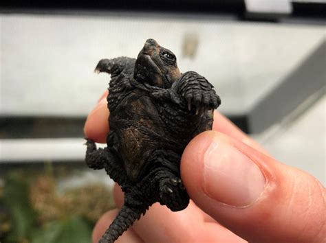 Introducing Our New Roommate: A Baby Snapping Turtle - Maine Audubon