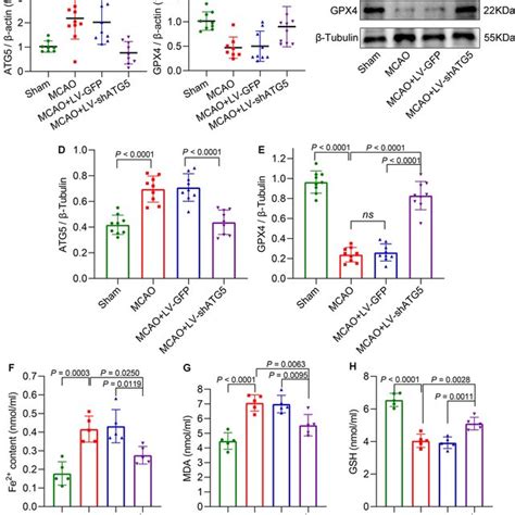 Atg Knockdown Attenuates Ischemiareperfusion Injury By Reducing