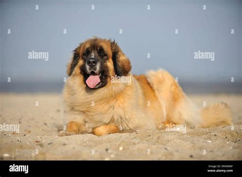 Large Leonberger Dog Hi Res Stock Photography And Images Alamy