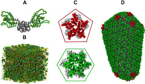 Cg Model Of Hiv Ca Dimer And Cgmd Simulation Setup A Overlay Of A