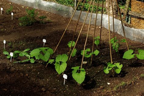 Quand semer les haricots à rames avec la lune Dates 2023 et