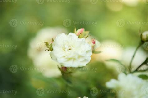 Beautiful white roses flower in the garden 12832165 Stock Photo at Vecteezy