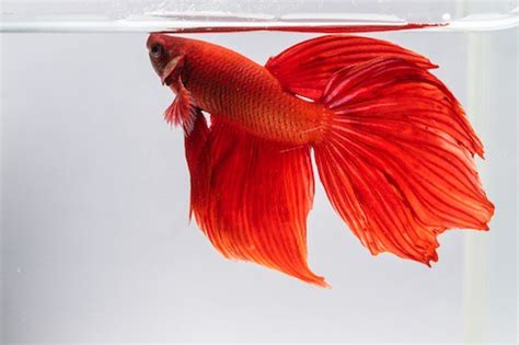 What Do Betta Fish Need A Quick Easy Guide