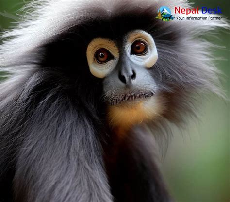 Dusky Langur | Nepal Desk