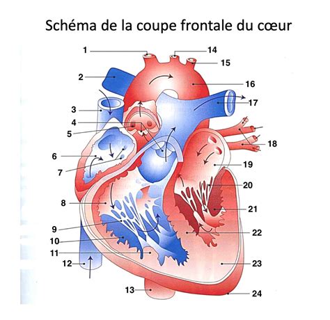 Coupe Frontale Du Coeur Diagram Quizlet