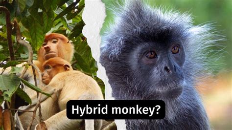 A ‘mystery monkey’ in Borneo may be a rare hybrid between a Proboscis ...