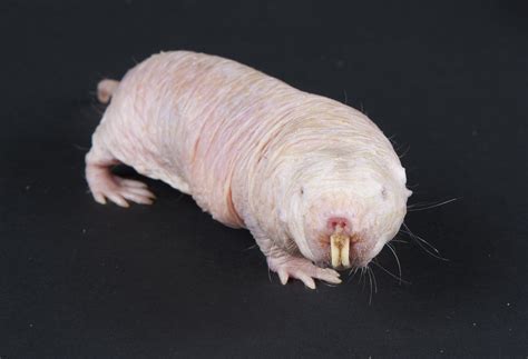 McFly Report Send A Naked Mole Rat Valentine S Day Card Wusa9