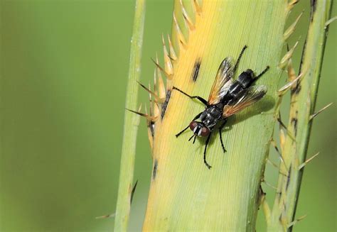 Bristle Flies From 37000 Melo Departamento De Cerro Largo Uruguay On