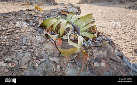 Gnetopsida Gnetophyta Fotos Und Bildmaterial In Hoher Auflösung Alamy