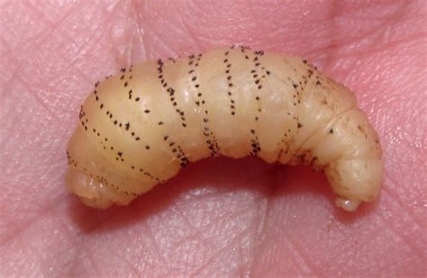 Human Botfly Nuche Mature Larva Of Dermatobia Hominis Flickr