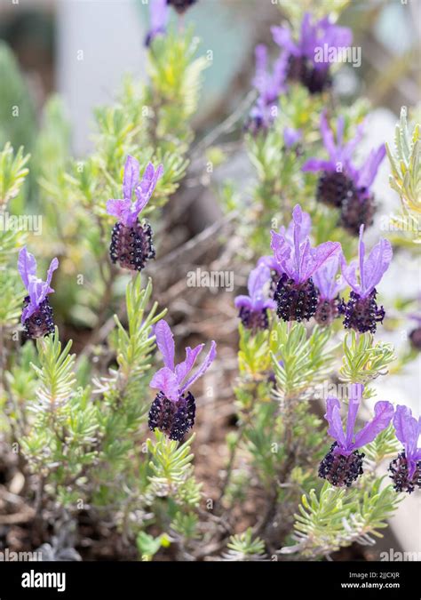 Hidcote English Lavender Lavandula Angustifolia Hidcote Stock Photo