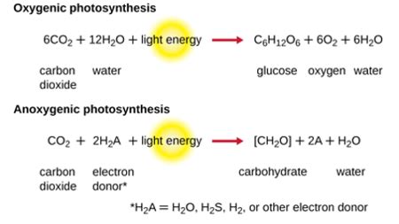 The appearance of _____ on Earth due to the action of photosynthetic ...