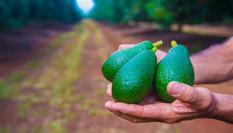 Las Tres Claves Para Mejorar La Producción De Aguacate Y Exportar A