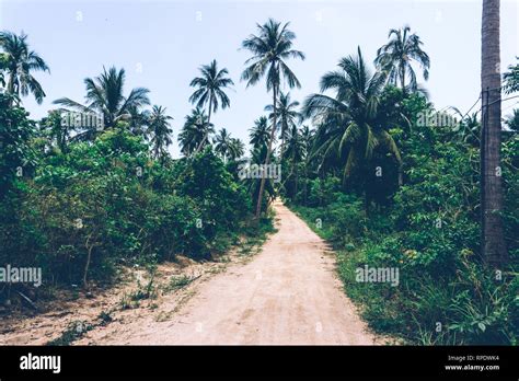 Tropical Jungle Dirt Road In The Jungle Thailand Southeast Asia