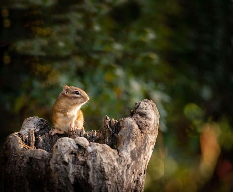 Descargar Imagende Una Ardilla En El Tronco De Un Árbol Wallpapers