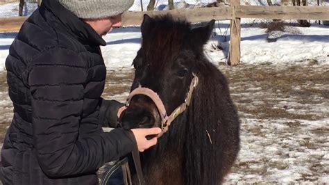 Теория. Оголовье для лошади. Недоуздок. Уздечка. Трензель. Капсуль ...