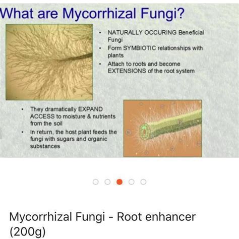 Plant Root Enhancer Mycorrhizal Fungi 200g Gardening On Carousell