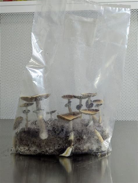 P Cubensis Mushrooms Growing In Bag Stock Photo Image Of Showing