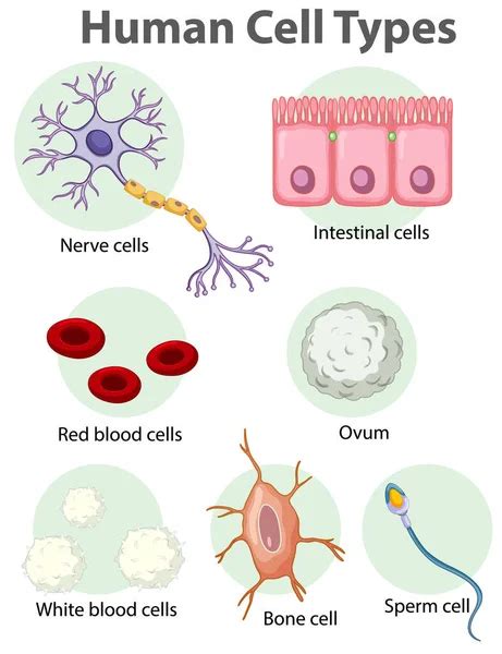 Diagram Showing Human Sex Cells White Background Illustration Stock Vector By Interactimages