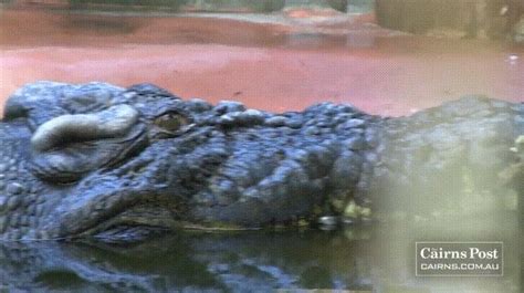 Cassius: the largest salt water crocodile in captivity. He's also one ...