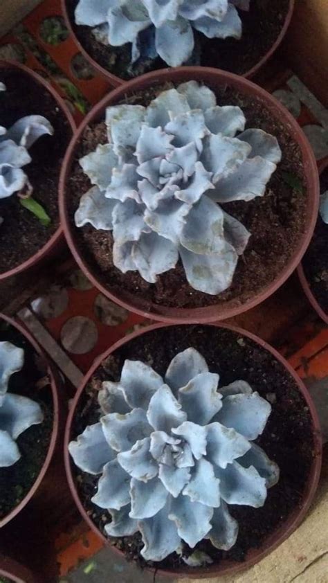 Echeveria Crispate Beauty Suculentas Identifica O De Plantas