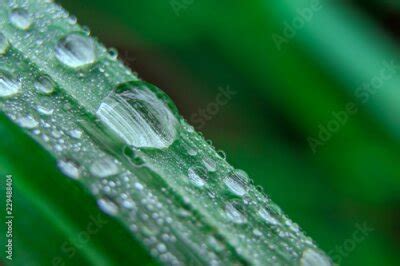 Gotas Bonitas Da Gua De Chuva Transparente Em Uma Macro Verde