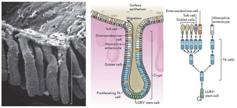 Colonic crypt architecture: (A) Electron microscopy of a crypt, (B)... | Download Scientific Diagram