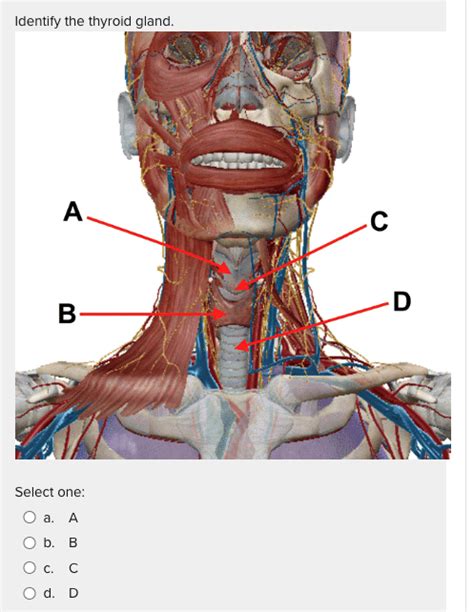 Solved Identify The Location Of The Endocrine Portion Of The Chegg