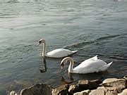 Category Cygnus Olor Swimming Pairs In March Wikimedia Commons