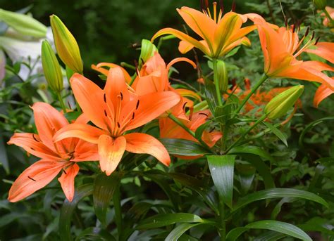 30 Types Of Orange Flowers To Add Color In Your Garden 2000 Daily