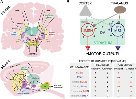 Figure 1 From Acute And Chronic Dopaminergic Modulation Of Striatal