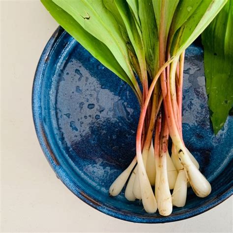 Fresh Wild Leeks Aka Ramps Pacific Wild Pick