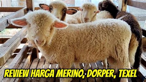 Review Harga Domba Merino Dorper F Texel Harga Mulai Juta Di