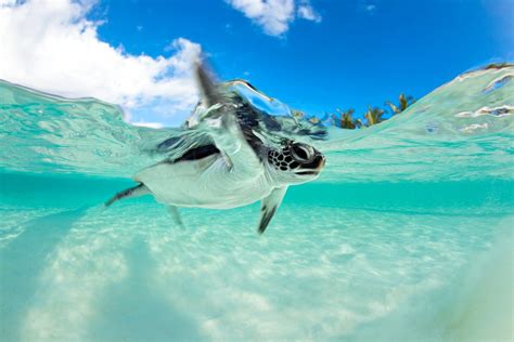 Sea turtle in crystal clear waters : photoshopbattles